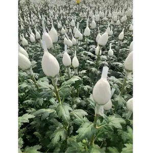 Segar Vietnam 1 bulan hidup rak kualitas tinggi grosir krisan warna putih 5cm pertanian 100% memotong bunga