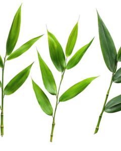 Hojas de Bambú Esterilizadas al por Mayor para Empanadas de Arroz y Decoración - Product Image 1