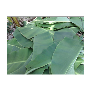 Hojas de plátano congeladas del proveedor de Vietnam Venta caliente Hoja de plátano fresca para paquete de alimentos Hojas de plátano congeladas listas para la venta - Product Image 4