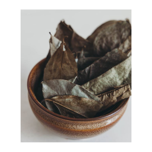 EXPORTACIÓN SUPERIOR HOJAS DE GRAVIOLA/HOJAS DE URENSA SECAS/HOJA DE NATRAL ANNONA MURICATA EL MEJOR INGREDIENTE PARA EL TÉ DE ASIA EXPORTACIÓN CALIENTE 2024 - Product Image 1