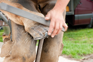 Horse Hoof <b>Files</b> for Farriers - Durable and Precise Tool for Hoof Trimming and Maintenance - Product Image 4