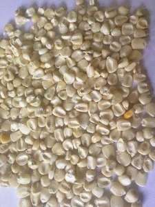 Maíz Amarillo Puro No Transgénico 2025 para Consumo Humano y Animal, Grado Alimenticio, Superventas, Buena Calidad, Listo para Exportar - Product Image 4