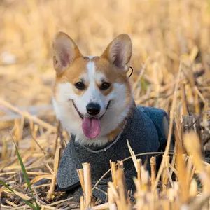 Blackperrito-Chaqueta de lana CB para mascotas, abrigo tejido de Galgo para perros medianos y grandes