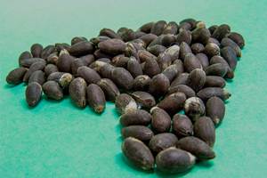 Semillas de Jatropha Naturales Secas al Mejor Precio en Venta - Product Image 6