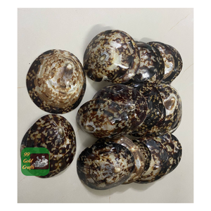 NATURAL VIETNAM LIMPET SHELLS FOR HANDMADE CRAFTS <b>JEWELRY</b> MAKING AND HOME DECOR OCEAN <b>INSPIRED</b> DIY MATERIALS - Product Image 4