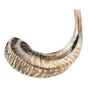 Corne de Chorébou (Shofar) en agneau 100% naturel, taille moyenne, inodore, semi-polie, style animal, par Saniya Handicraft - Product Image 1