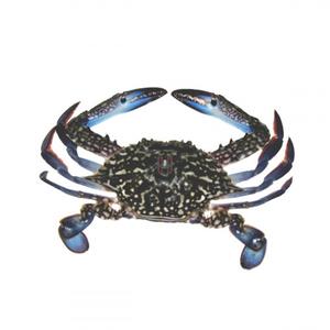 Crabe bleu frais à vendre - Product Image 3