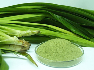 HOT DEAL PANDAN LEAF POUDRE EN VRAC VENTE EN GROS FOURNITURE PREMIUM QUALITÉ NATUREL VERT HERBES PRODUIT D'EXPORTATION TOP VENTES - Product Image 5