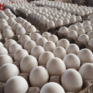 Huevos Frescos de Gallina de Corral, Color Marrón, 60g, Alto Contenido Proteico, Grado Alimenticio, Larga Vida Útil, Precio al por Mayor - Product Image 5