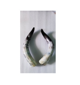 Par de bocinas de calidad superior 100% cuerno de búfalo natural decorativo montado en la pared par de bocinas al mejor precio - Product Image 5