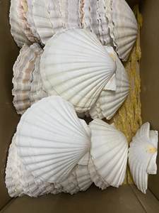 En cantidad a granel, precio barato, ostra, vieiras, conchas marinas, tamaño personalizado, Concha, arte de moda limpiado de Loto Azul, Vietnam - Product Image 4