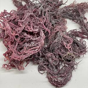 Raw <b>Seaweed</b> Wholesale Organic Purple Seamoss Dried Eucheuma Cottonii Sea Moss With Premium Quality - Product Image 2