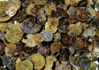 Ammonite naturelle en vrac, pierre précieuse, quartz de guérison, ammonite polie pour la fabrication de bijoux, guérison