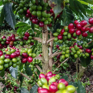 Grano de Café Robusta, Mezcla de Café Premium, Alta Calidad, Cuerpo Intenso, Servicio de Marca Privada, Exportador de Vietnam, Mejor Precio Competitivo - Product Image 2