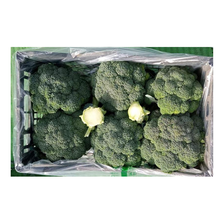 Leading Supplier of Best Quality Hot Selling Natural Wholesale Fresh Broccoli from Egypt at Competitive Price