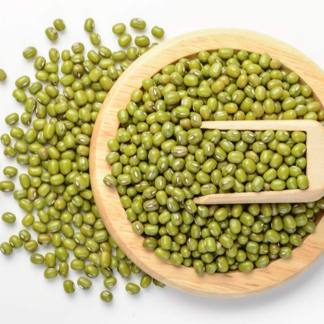 Оптовый Поставщик свежих зеленых бобов мунг лучшего качества оптом