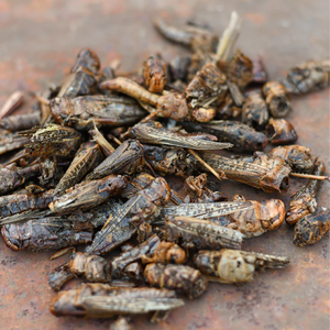 SALPICADORAS DESHIDRATADAS A GRANEL | PARA ALIMENTACIÓN DE MASCOTAS Y ALIMENTACIÓN DE ANIMALES - Product Image 5