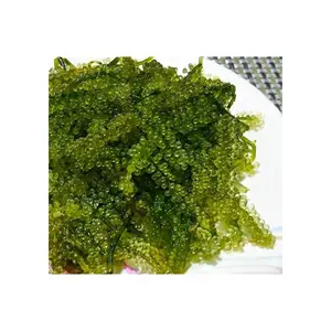 UVA DE MAR FRESCO de algas comestibles/Uva de mar deliciosa natural para reventa con embalaje de etiqueta privada disponible desde 99GD