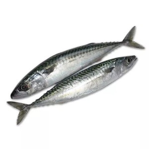Organic Frozen Horse Mackerel <b>Fish</b> - Product Image 3