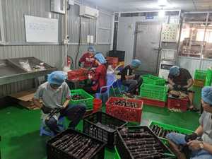 CAÑA DE AZÚCAR CONGELADA MÁS VENDIDA, ideal para bares y cafeterías para crear refrescantes bebidas de jugo con facilidad y flujo de trabajo rápido, Vietnam - Product Image 4