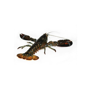 หางกุ้งล็อบสเตอร์แบบสดๆ - Product Image 3