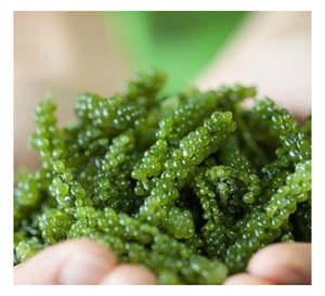 Producteur vietnamien proposant des raisins de mer pour les acheteurs exportateurs, garantissant une qualité stable des raisins de mer - Product Image 5