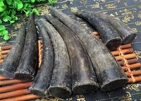 Bonne qualité personnalisé à vendre en vrac corne de buffle et pointe de corne/OX qualité naturelle OX et pointe de corne de buffle à vendre au prix
