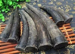 Cuerno de búfalo y Punta de cuerno de búfalo personalizados de buena calidad a la venta a granel/Punta de cuerno de búfalo y buey de calidad natural a la venta a precio - Product Image 2