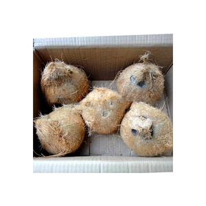 Fibres de palmier à noix de coco prêtes pour l'expédition mondiale avec des prix compétitifs et une qualité constante - Product Image 2
