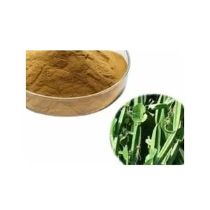 Cissus Quadrangularis Extract Manufacturers from India | 20:1 Cissus Quadrangularis Extract Powder|Hadj