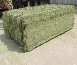 Aliments pour animaux comme le foin d'alfalfa vert frais coupé - Product Image 5