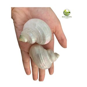 Coquillages Verts Turbo en Gros pour Crabes Hermites – Coquillages Marins Naturels Polis – Prix Usine - Product Image 2