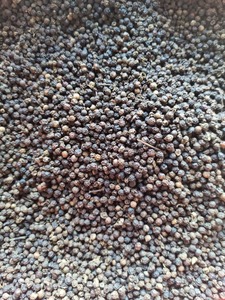 Pimienta negra de alta calidad de Vietnam, precio competitivo de Phalco JSC - Product Image 5