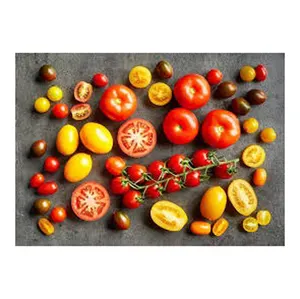 Ganze Tomaten zum Verkauf in gutem Preis Voll farbige Tomaten Stil Voll farbige Tomaten günstigen Preis