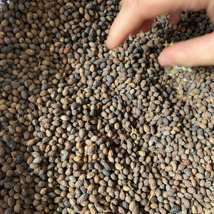 Semillas de papaya secas de Vietnam | Producto agrícola para uso herbal - Product Image 4