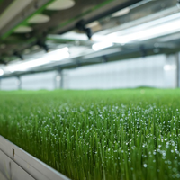 Foin d'alfalfa, foin de timothée, balles compressées, alimentation animale pour bovins, ovins, chevaux, exportation en conteneur, approvisionnement en vrac, haute qualité