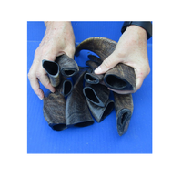 Par de cuernos de cabra Natura Shofar Oferta emocionante Cuerno de Rosh Hashanah para tamaño personalizado Precio barato con venta