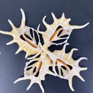 Tranches de coquilles en spirale sur le thème de la plage pour l'artisanat, la décoration de bricolage et l'approvisionnement en coquilles côtières en vrac - Product Image 2