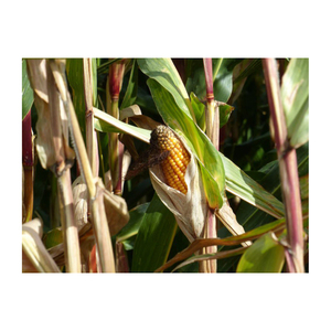 Vende granos de maíz amarillo para alimentación animal/maíz para alimentación animal - Product Image 5