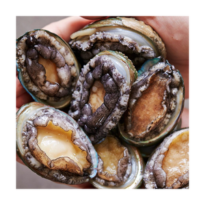 Abalone frais de qualité supérieure, préparé pour les offres en gros - Product Image 4