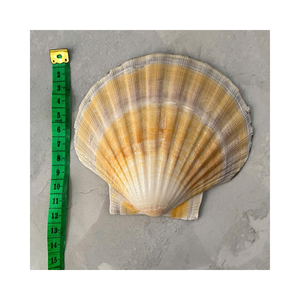 Coquilles Saint-Jacques Boissons de plage fabriquées à partir de coquilles océaniques naturelles authentiques - Product Image 2