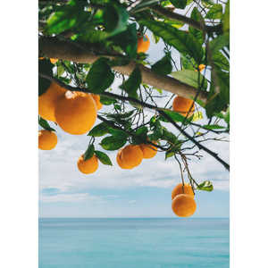 Impression sur toile style design côtier, Oranges de la côte d'Amalfi IV - Product Image 1