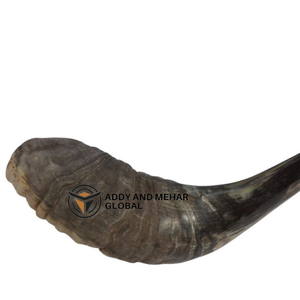 Cuerno de Shofar de Carnero Pulido Grande, Auténtico, Hecho a Mano, Proveedor de Judaica para Venta al por Mayor - Product Image 2