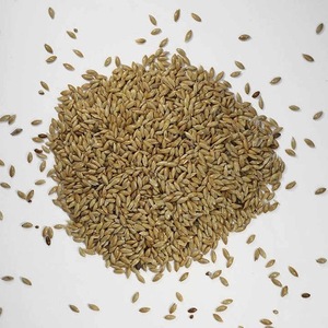 Venta al por mayor de semillas orgánicas para canarios - Product Image 2