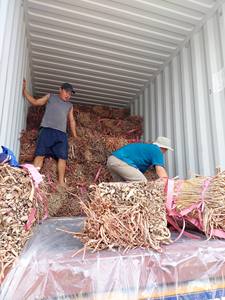 HYACINTHE D'EAU BRUTE SÉCHÉE DU VIETNAM - Product Image 4