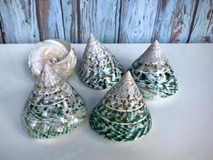 เปลือกหอยธรรมชาติที่ทำความสะอาดและขัดเงาอย่างดี งานแกะสลักศิลปะพื้นบ้านสไตล์ความรักจากเวียดนาม ขายดี - Product Image 3