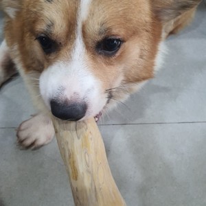 Juguete para masticar de madera y café duradero del fabricante de Vietnam, juguete para masticar mascotas seguro Natural para perros y gatos - Product Image 4