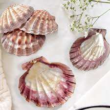 COQUILLES INFUSÉES PAR FEUILLE DE TERMINALIA POUR LES VÉGÉTAUX - Product Image 5