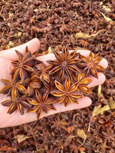 Anís estrellado de Vietnam, especia entera seca, hierba aromática natural cruda para cocinar y preparar té - Product Image 3