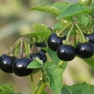 ผงสารสกัดจากพืชสมุนไพรที่หายาก nightshade Solanum nigrum